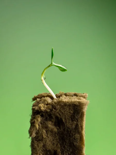 ミネラル ウール緑芽成長から種子には グリーンの背景 春の新しい生き方の概念 — ストック写真