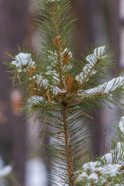 Naalden Takken Van Vuren Close Laat Herfst Vroege Winter Gedroogde — Stockfoto