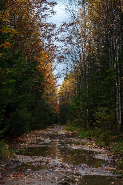 Caminho Floresta Molhada Com Grandes Poças Outono Chuvoso — Fotografia de Stock