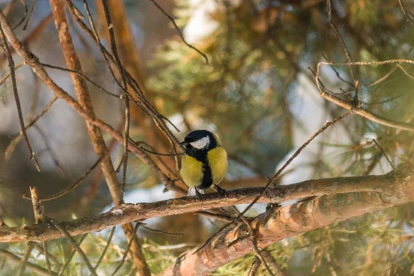Bird Great Tit Sau Parus Major Stând Ramură Pădurea Primăvară — Fotografie, imagine de stoc
