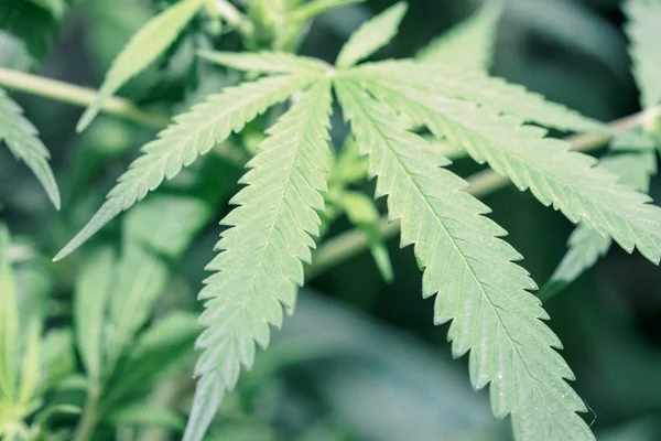 Marijuana leaves. Cannabis indoor cultivation. Cannabis leaf close up. High Quality.