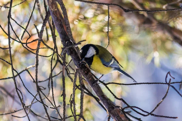 Vogel Mees Zit Een Tak Van Pijnboom Laat Herfst Vroege — Stockfoto