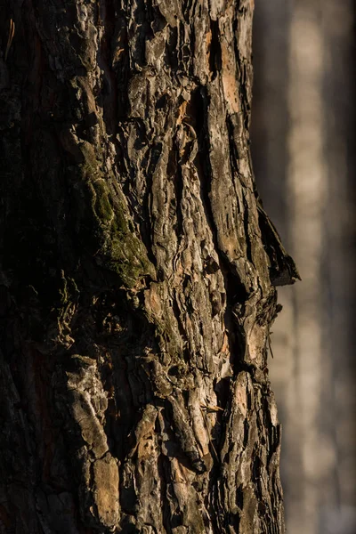 Pine Schors Close Ondiepe Scherptediepte — Stockfoto