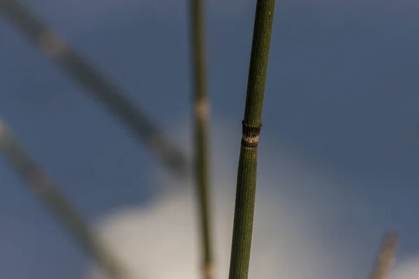 Equisetum Horsetail Snake Grass Puzzlegrass Единственный Живой Род Equisetaceae Семейство — стоковое фото
