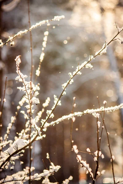 Зимний Лес Sun Rays Beautifully Adorn Branches Covered Fresh White — стоковое фото