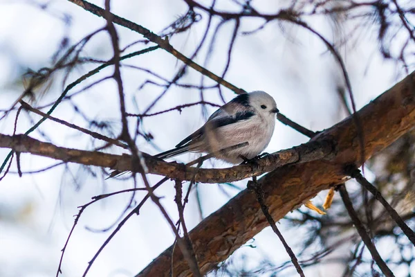 Nichon Oiseau Est Assis Sur Une Branche Pin Fin Automne — Photo