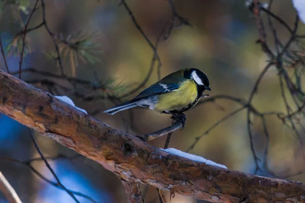 鳥シジュウカラは 松の枝に座っています 遅い秋または早い冬 鳥をクローズ アップ — ストック写真