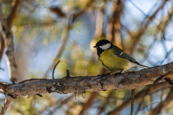 Pájaro Gran Teta Parus Major Sentado Una Rama Bosque Primavera — Foto de Stock