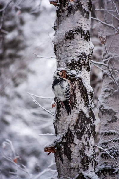 Specht Winter Auf Birke Schneefall Der Winterwald Und Seine Vögel — Stockfoto