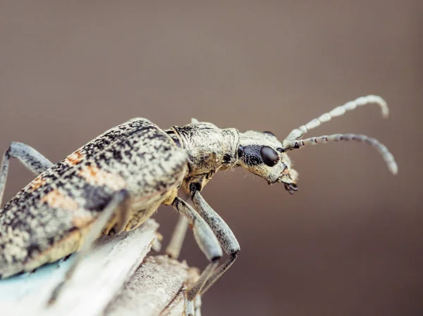 カブトムシをクローズ アップ 昆虫のマクロ撮影します フィールドの浅い深さ 長い口ひげと灰色のバグ — ストック写真