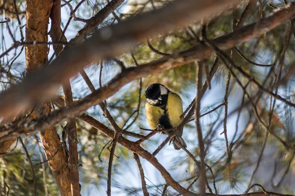 Pájaro Gran Teta Parus Major Sentado Una Rama Bosque Primavera —  Fotos de Stock