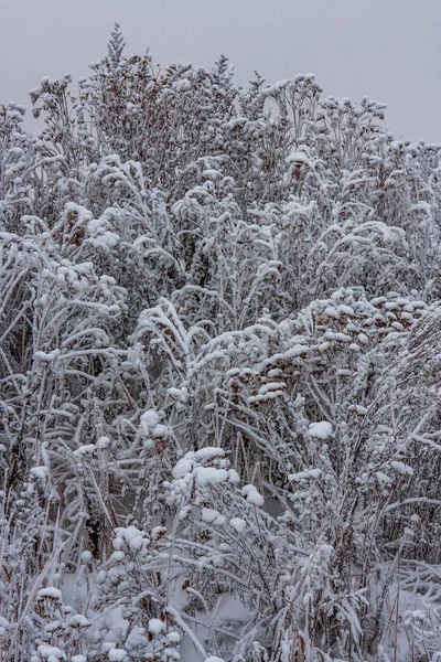 Suszone Krzewów Trawy Pokryte Świeże Czyste Biały Śnieg Pejzaż Zimowy — Zdjęcie stockowe