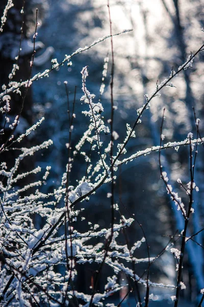 Téli Erdős Táj Nap Sugarai Szépen Díszíti Friss Fehér Hóval — Stock Fotó