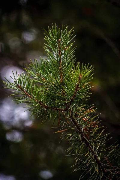 Close Photo Green Pine Branches Dark Background Autumn Forest Shallow — Stock Photo, Image