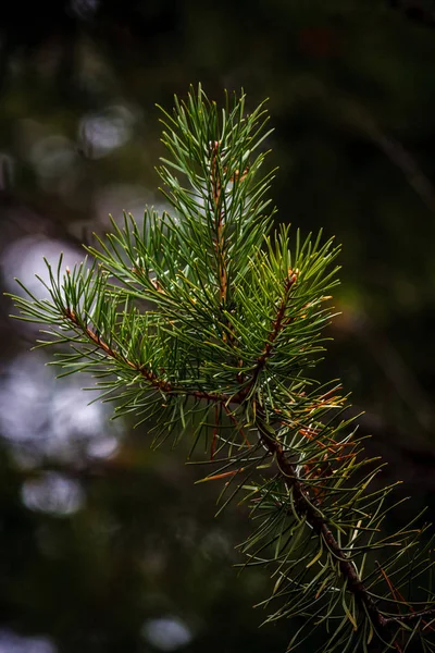 Close Foto Van Een Groene Pijnboomtakken Een Donkere Achtergrond Herfst — Stockfoto