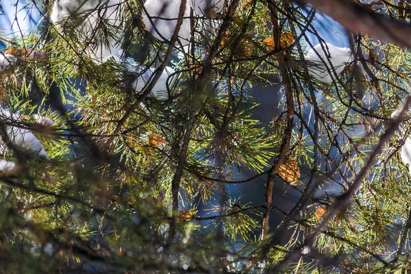 Иголки Ветвях Ели Крупным Планом Поздней Осенью Ранней Зимой Сушеные — стоковое фото