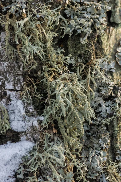 Lichene Sulla Corteccia Degli Alberi Piante Funghi Vicino Profondità Campo — Foto Stock