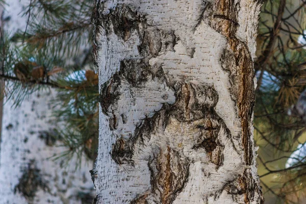 Gros Plans Sur Écorce Bouleau Fin Automne Début Hiver Texture — Photo