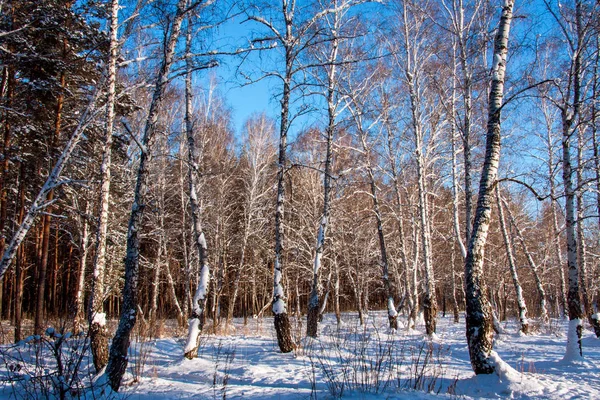 Forêt Bouleaux Hiver Ciel Clair — Photo