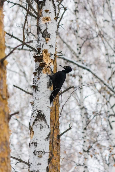 Specht Winter Auf Birke Schneefall Der Winterwald Und Seine Vögel — Stockfoto