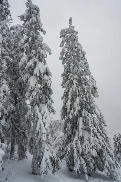 Landskap Snöiga Träd Bergen Winter Forest Täckt Med Ren Frisk — Stockfoto