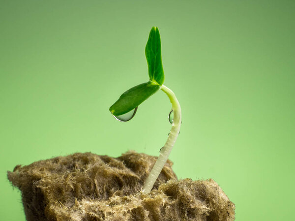 Зеленый шпрот, выращенный из семян на минеральной вате, зеленый фон. Весна новой жизни
