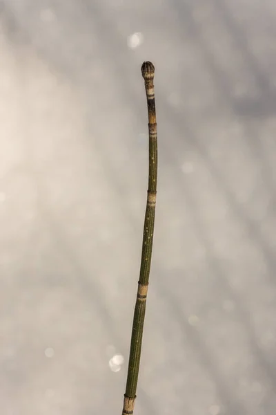 Equisetum Horsetail Snake Grass Puzzlegrass Único Gênero Vivo Equisetaceae Uma — Fotografia de Stock