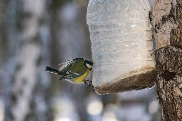 Bird Eats Feeder Winter Shooting Freezing Birds Flight Benefits Feeding — Stock Photo, Image