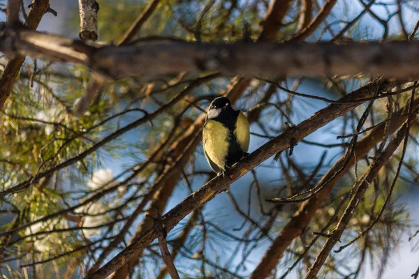 Pájaro Gran Teta Parus Major Sentado Una Rama Bosque Primavera —  Fotos de Stock