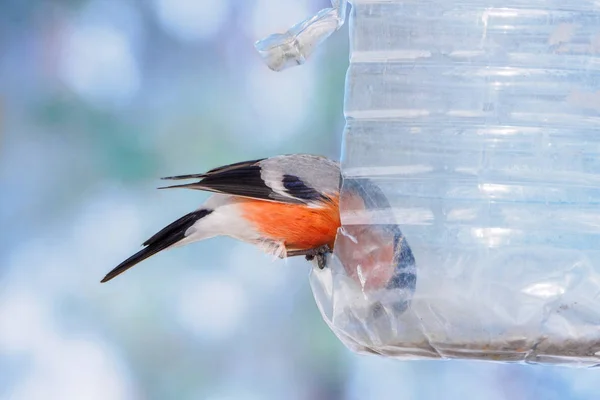 Bullfinch Bullfinch Comune Bullfinch Eurasiatico Pyrrhula Pyrhula Seduto Sulle Mangiatoie — Foto Stock