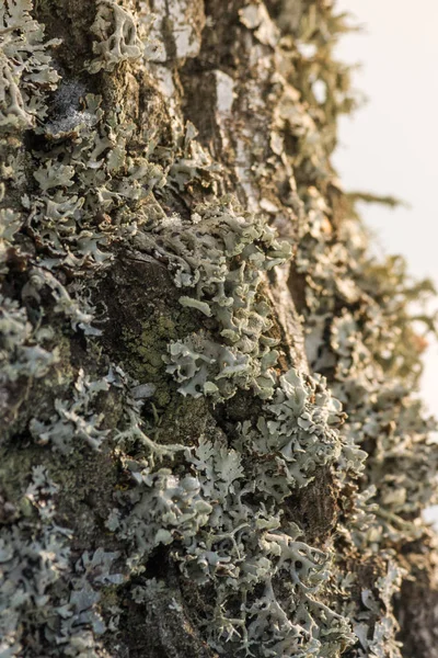 Lichen Sur Écorce Arbre Les Plantes Les Champignons Ferment Faible — Photo