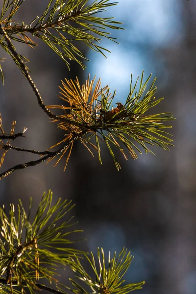 Naalden Takken Van Vuren Close Laat Herfst Vroege Winter Gedroogde — Stockfoto