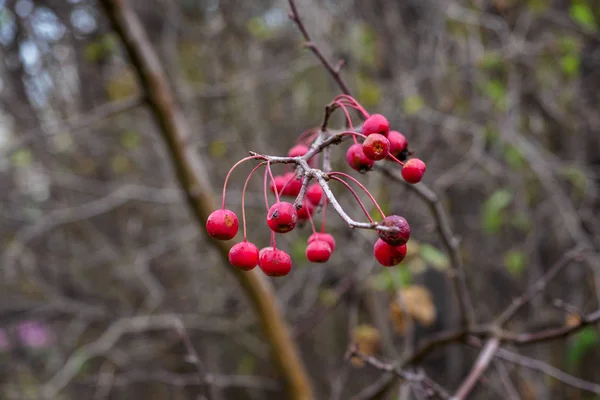 灰色の背景に枝に孤独な赤い果実 — ストック写真