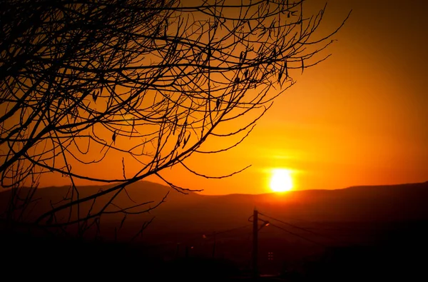 Silhouette Tree Branches Background Glowing Beautiful Sunset — Stock Photo, Image