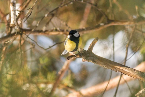 Pájaro Gran Teta Parus Major Sentado Una Rama Bosque Primavera —  Fotos de Stock