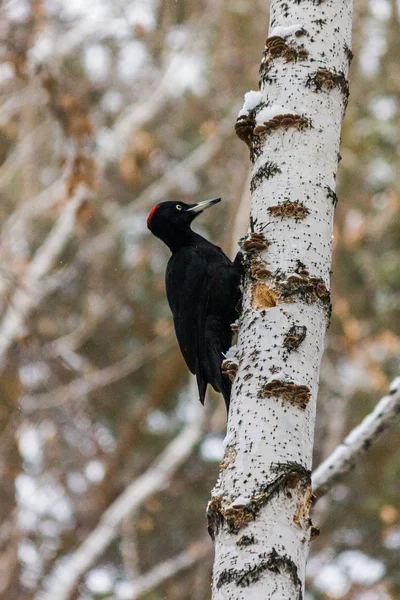 Specht Winter Auf Birke Schneefall Der Winterwald Und Seine Vögel — Stockfoto