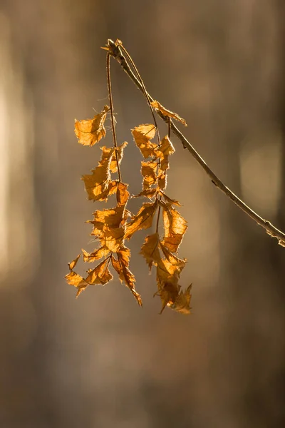 Gelbe Trockene Blätter Aus Nächster Nähe Auf Natürlichem Waldhintergrund Symbol — Stockfoto