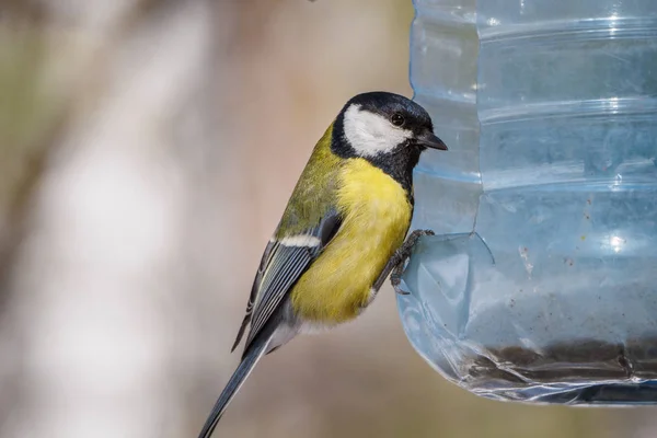 Mésange Bleue Assise Sur Une Mangeoire Oiseaux Grande Bouteille Plastique — Photo