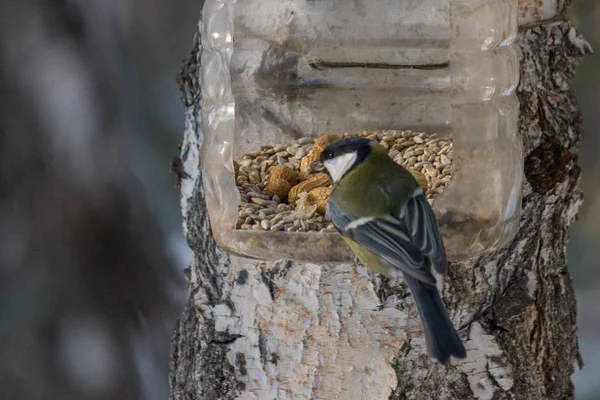 鳥は冬に送り装置から食べる 飛行中の鳥を凍結で撮影 寒い天候下での動物の供給の利点 — ストック写真