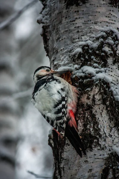 Pic Hiver Sur Bouleau Chutes Neige Forêt Hiver Ses Oiseaux — Photo