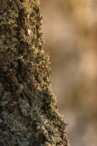 Ağaç Kabuğu Üzerinde Liken Bitki Mantarlar Kapatın Sığ Derinlik Tarla — Stok fotoğraf
