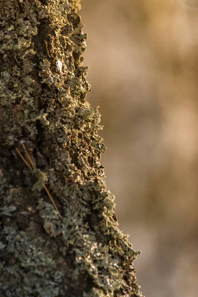 Liquen Corteza Del Árbol Las Plantas Las Setas Cierran Profundidad — Foto de Stock