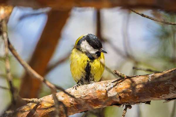 夏の森の枝にシジュウカラ カラフルな分岐の庭で座っている鳥青シジュウカラ — ストック写真