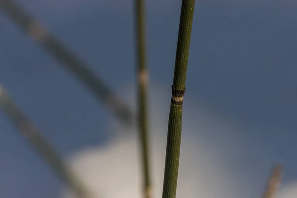 Equisetum (horsetail, snake grass, puzzlegrass) is the only living genus in Equisetaceae, a family of vascular plants that reproduce by spores rather than seeds. Plants in winter. — Stock Image Equisetum Horsetail Snake Grass Puzzlegrass Only Living Genus Equisetaceae Family Stock Photo