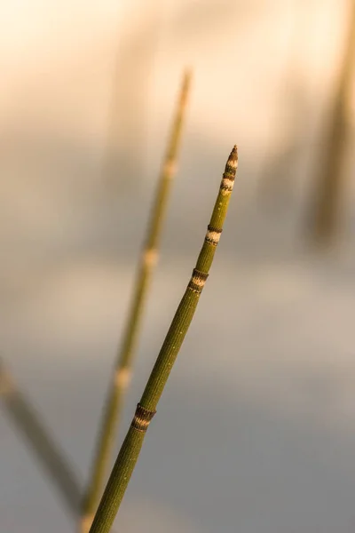 Equisetum (horsetail, snake grass, puzzlegrass) is the only living genus in Equisetaceae, a family of vascular plants that reproduce by spores rather than seeds. Plants in winter. — Stock Image Equisetum Horsetail Snake Grass Puzzlegrass Only Living Genus Equisetaceae Family Stock Picture