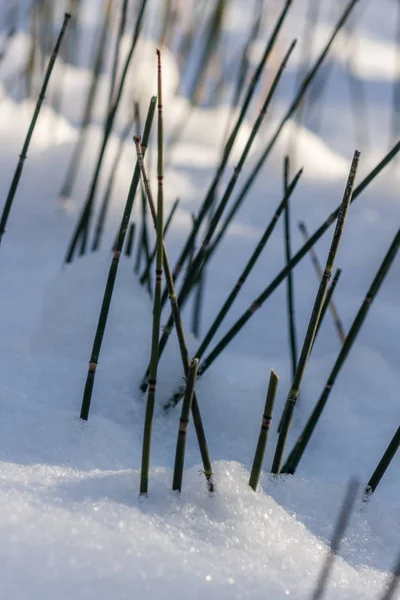 Equisetum (horsetail, snake grass, puzzlegrass) is the only living genus in Equisetaceae, a family of vascular plants that reproduce by spores rather than seeds. Plants in winter. — Stock Image Equisetum Horsetail Snake Grass Puzzlegrass Only Living Genus Equisetaceae Family Stock Image