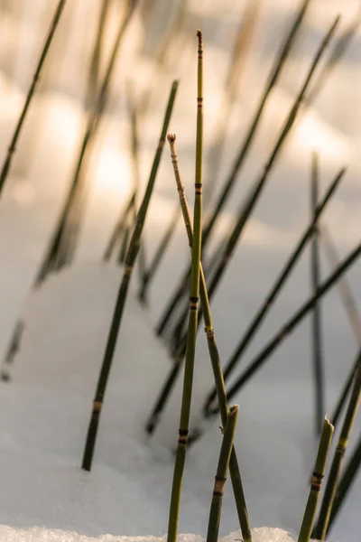 Equisetum (horsetail, snake grass, puzzlegrass) is the only living genus in Equisetaceae, a family of vascular plants that reproduce by spores rather than seeds. Plants in winter. — Stock Image Equisetum Horsetail Snake Grass Puzzlegrass Only Living Genus Equisetaceae Family Stock Picture
