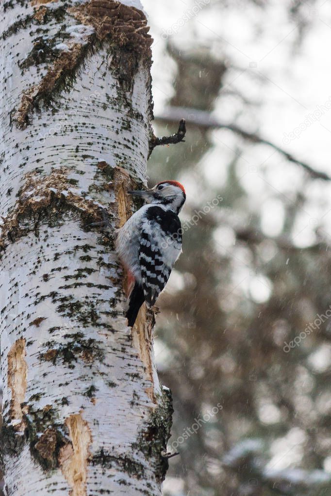 woodpecker in winter on birch. snowfall. winter forest and its birds