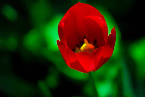 Tulipa Vermelha Fundo Canteiro Flores Verde Uma Tulipa Floresce Campo — Fotografia de Stock