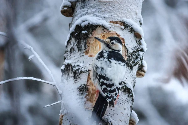 Großer Buntspecht Dendrocopos Major Auf Dem Baum Vor Winterlichem Hintergrund — Stockfoto